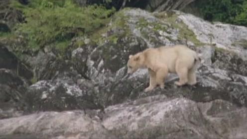 小猫钓鱼正版下载中文版