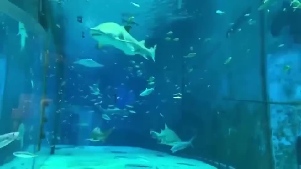 蓝狐视频